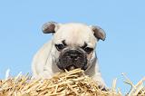 BOULEDOGUE FRANCAIS 473